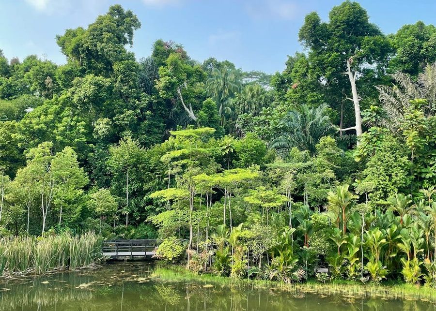 Greenery and park near Bukit Timah Nature Reserve, District 21