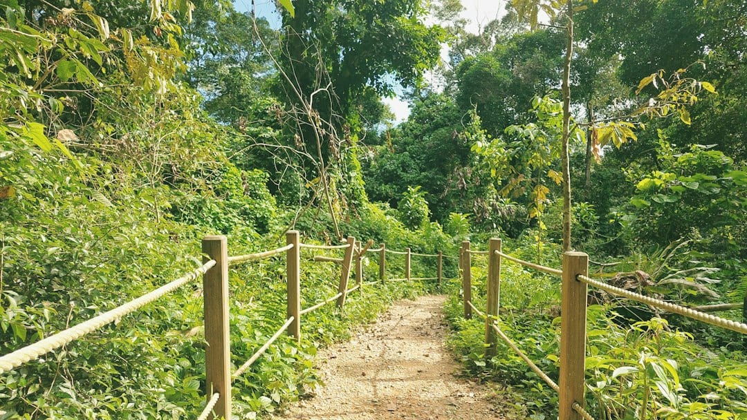 Forest trail in Bukit Timah Nature Reserve near District 21 homes