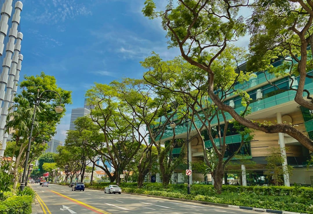 Green, tree-lined residential street in the Upper Bukit Timah area with low-rise homes